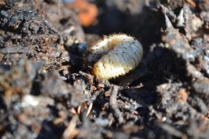 [ACTIVITÉ NATURE] Tous au compost !